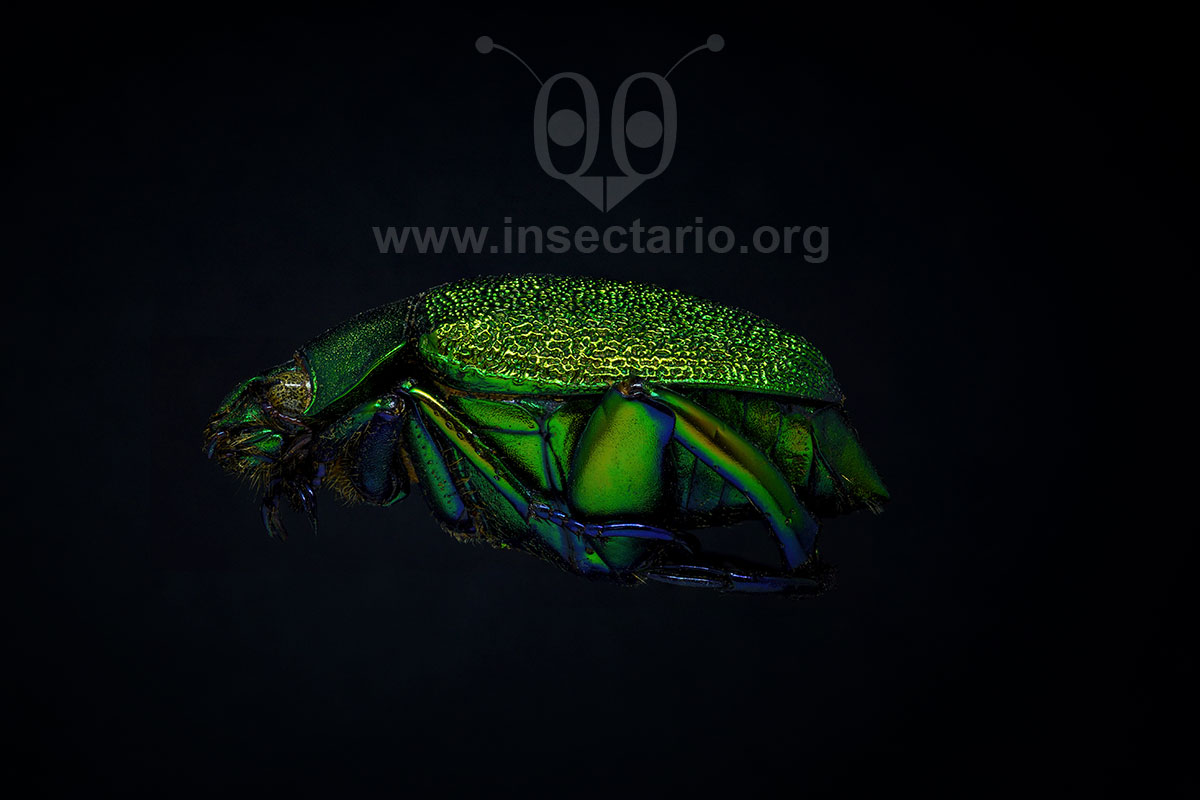 Chrysophora chrysochlora, Escarabajo brillante de las hojas.