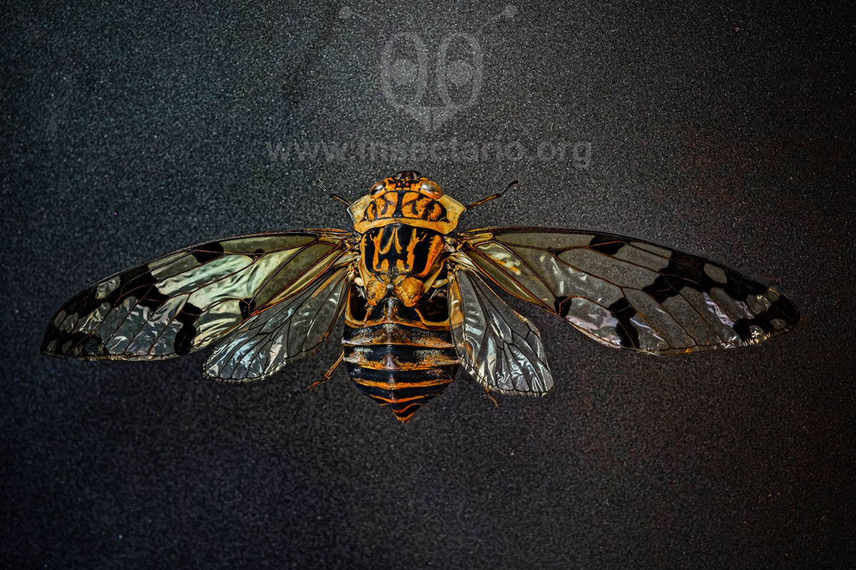 Zammara intricata, Cigarra .